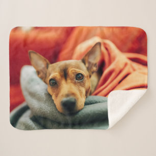 Cutest Baby Animals Miniature Pinscher Sherpa Blanket