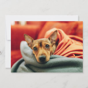 Cutest Baby Animals   Miniature Pinscher Thank You Card