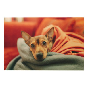 Cutest Baby Animals Miniature Pinscher Wood Wall Art