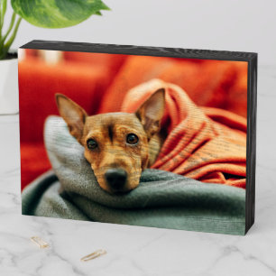 Cutest Baby Animals Miniature Pinscher Wooden Box Sign
