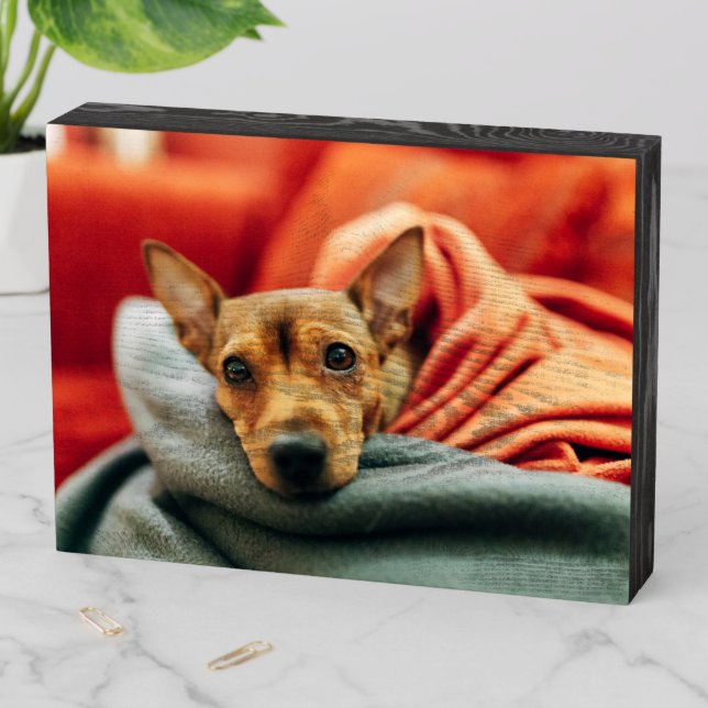 Cutest Baby Animals | Miniature Pinscher Wooden Box Sign (In Situ Horizontal)
