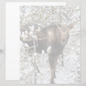 Cutest Baby Animals | Moose Calf (Front/Back)