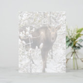 Cutest Baby Animals | Moose Calf (Standing Front)