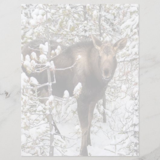 Cutest Baby Animals | Moose Calf (Front)