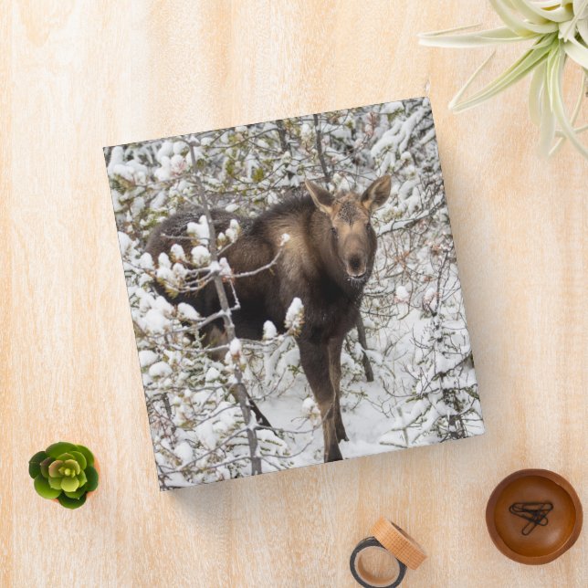 Cutest Baby Animals | Moose Calf 3 Ring Binder (In Situ)