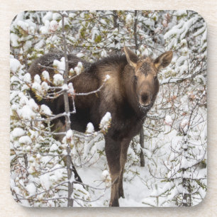 Cutest Baby Animals Moose Calf Beverage Coaster