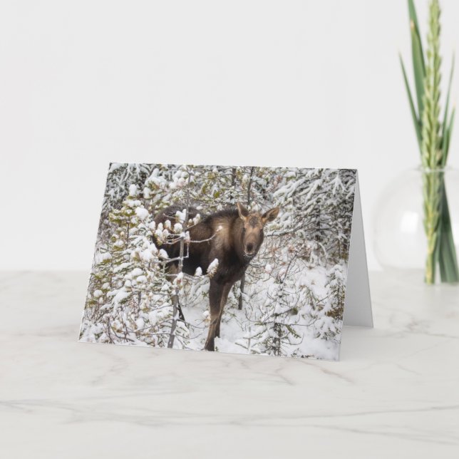 Cutest Baby Animals | Moose Calf Card (Front)