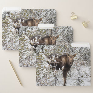 Cutest Baby Animals   Moose Calf File Folder
