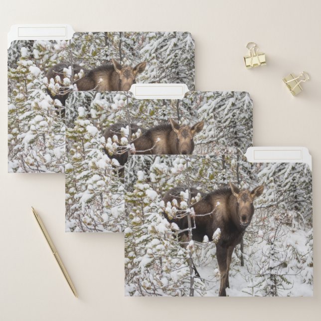 Cutest Baby Animals | Moose Calf File Folder (Set)