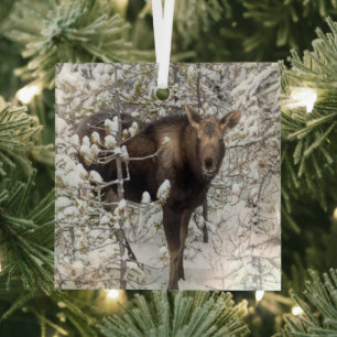 Cutest Baby Animals Moose Calf Glass Ornament