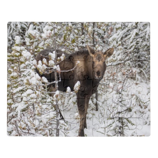 Cutest Baby Animals | Moose Calf Jigsaw Puzzle (Puzzle Horizontal)