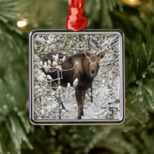 Cutest Baby Animals Moose Calf Metal Ornament