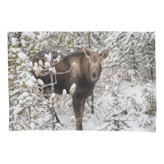 Cutest Baby Animals | Moose Calf Pillow Case (Front)