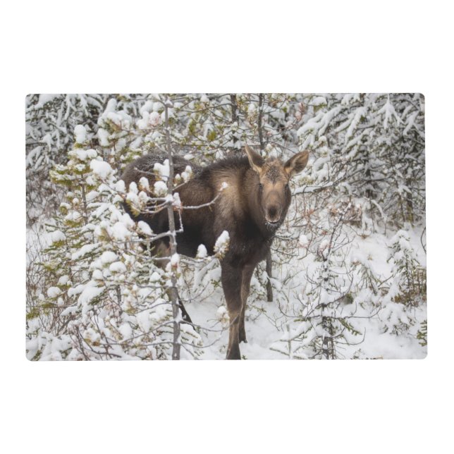 Cutest Baby Animals | Moose Calf Placemat (Front)