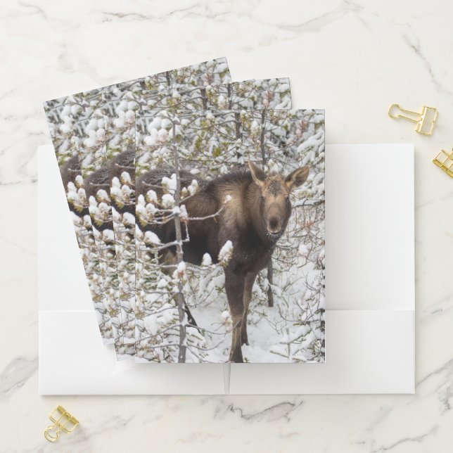 Cutest Baby Animals | Moose Calf Pocket Folder (In Situ)