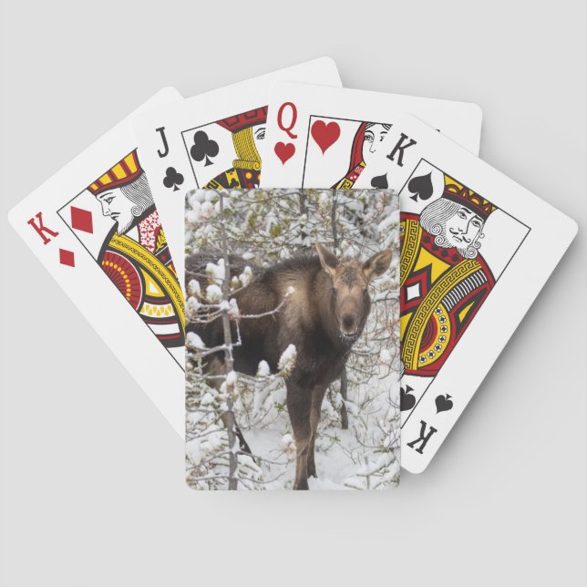 Cutest Baby Animals | Moose Calf Poker Cards (Back)