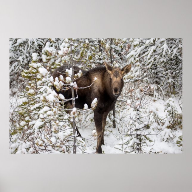 Cutest Baby Animals | Moose Calf Poster (Front)
