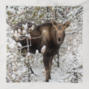 Cutest Baby Animals Moose Calf Trinket Tray