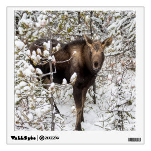 Cutest Baby Animals Moose Calf Wall Decal