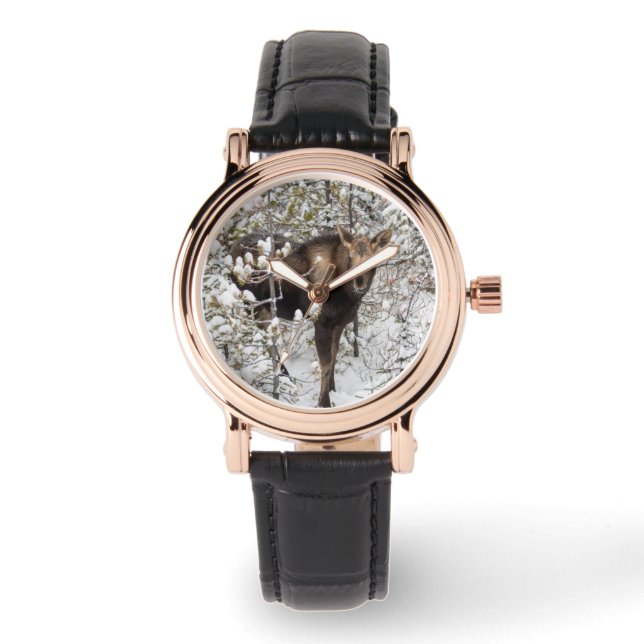 Cutest Baby Animals | Moose Calf Watch (Front)