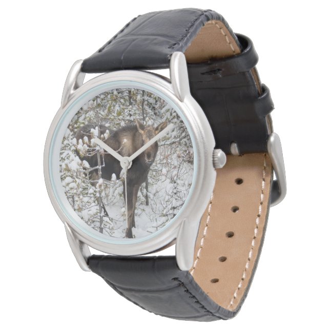 Cutest Baby Animals | Moose Calf Watch (Angled)