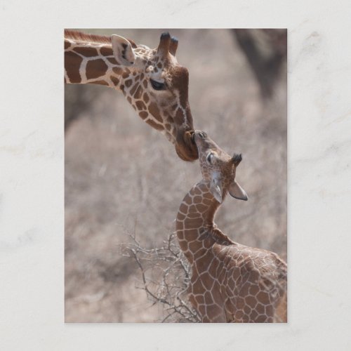 Cutest Baby Animals  Mother and Baby Giraffe Postcard