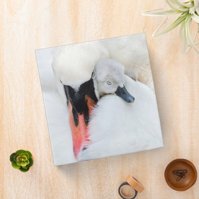Cutest Baby Animals | Mother & Baby Mute Swan 3 Ring Binder (In Situ)