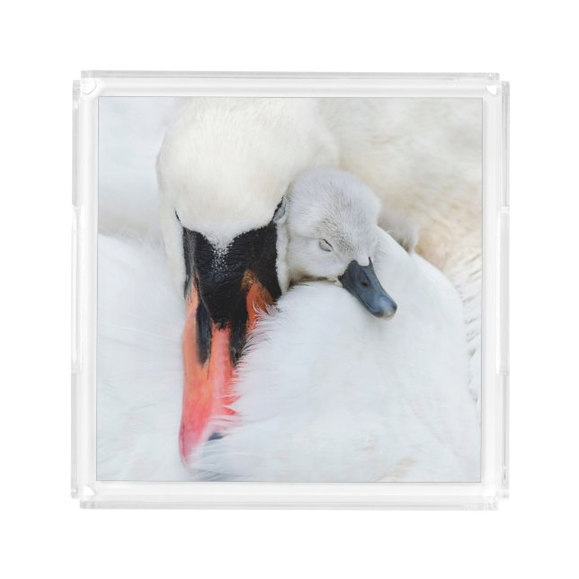 Cutest Baby Animals | Mother & Baby Mute Swan Acrylic Tray (Front)