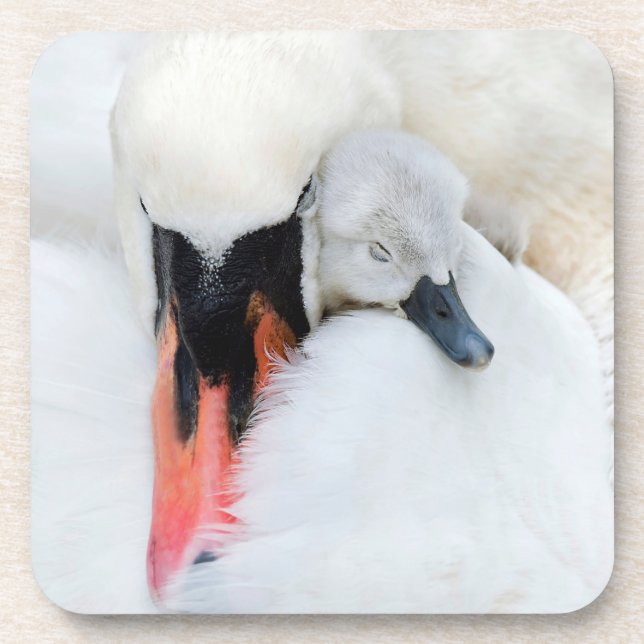 Cutest Baby Animals | Mother & Baby Mute Swan Beverage Coaster (Front)