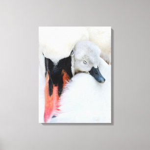 Cutest Baby Animals Mother & Baby Mute Swan Canvas Print