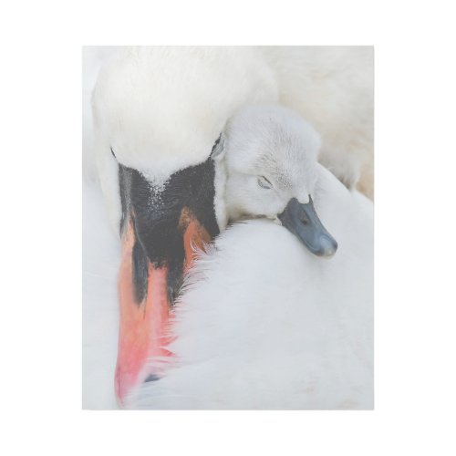 Cutest Baby Animals  Mother  Baby Mute Swan Gallery Wrap