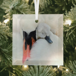 Cutest Baby Animals   Mother & Baby Mute Swan Glass Ornament