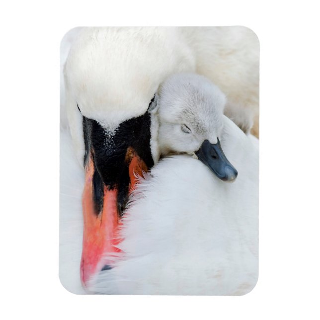 Cutest Baby Animals | Mother & Baby Mute Swan Magnet (Vertical)