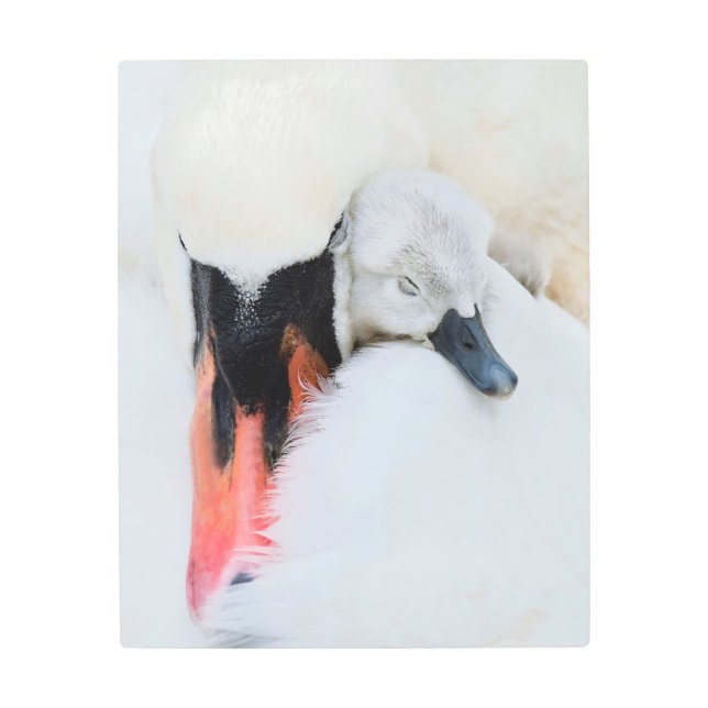 Cutest Baby Animals | Mother & Baby Mute Swan Metal Print (Front)