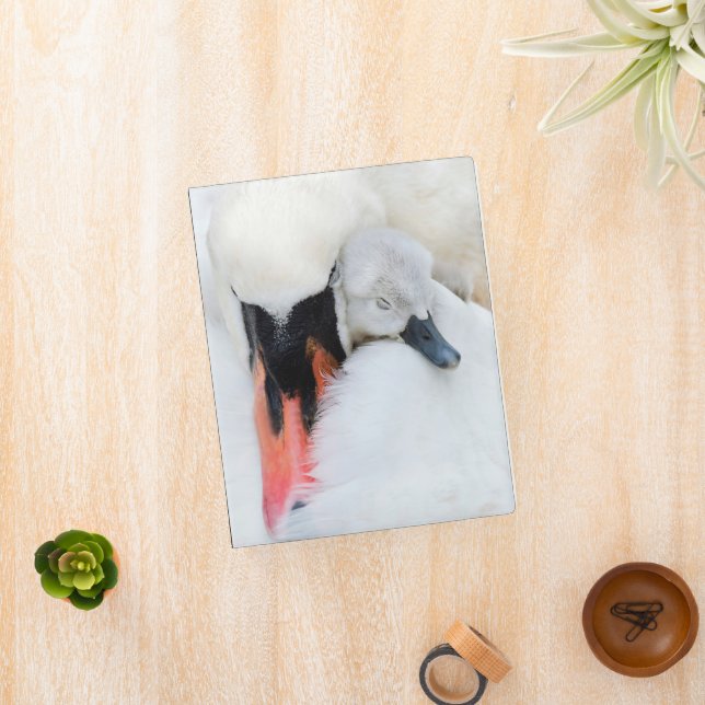 Cutest Baby Animals | Mother & Baby Mute Swan Mini Binder (InSitu)