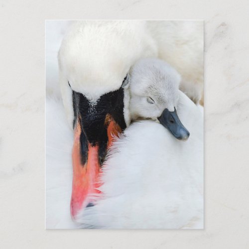 Cutest Baby Animals  Mother  Baby Mute Swan Postcard