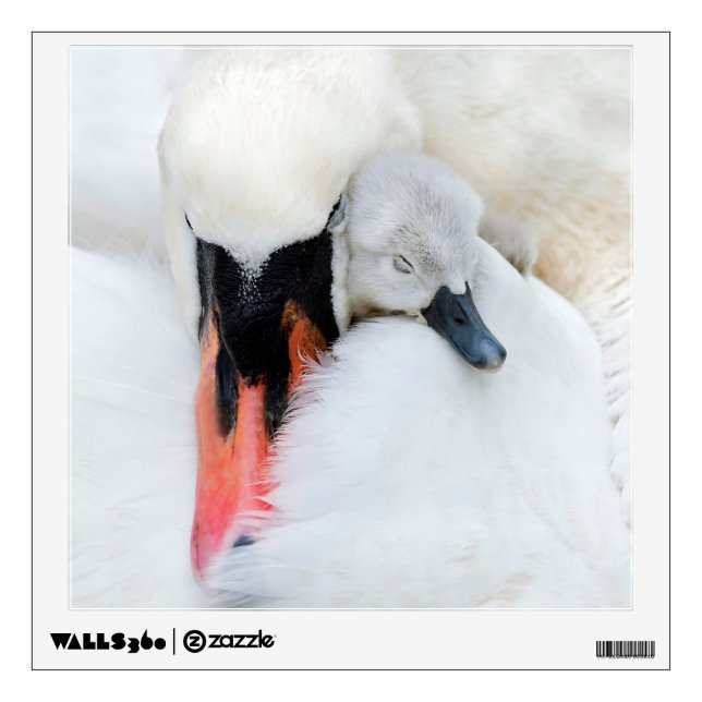 Cutest Baby Animals | Mother & Baby Mute Swan Wall Decal (Front)