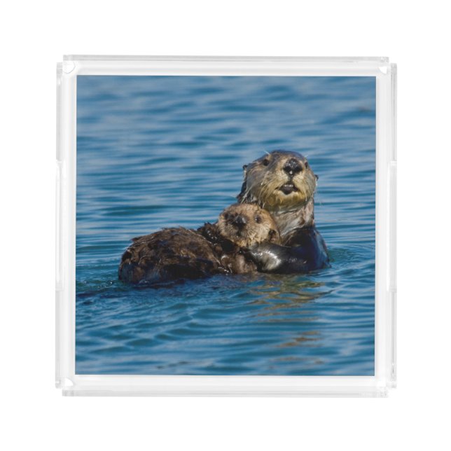 Cutest Baby Animals | Mother & Baby Sea Otter Acrylic Tray (Front)