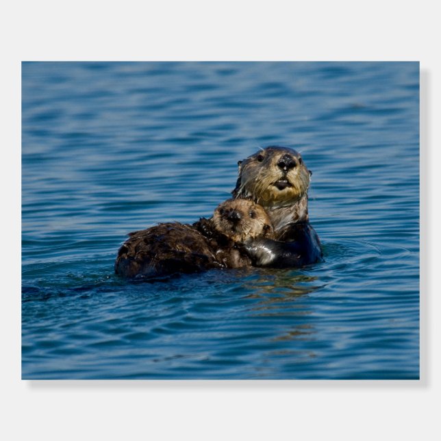 Cutest Baby Animals | Mother & Baby Sea Otter Foam Board (Front)