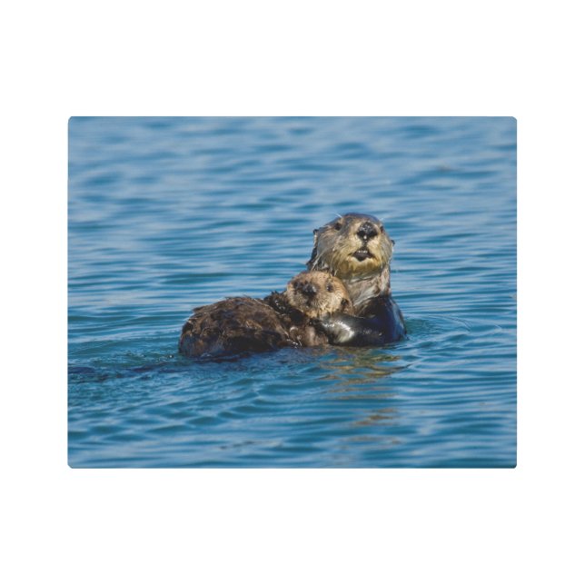 Cutest Baby Animals | Mother & Baby Sea Otter Metal Print (Front)