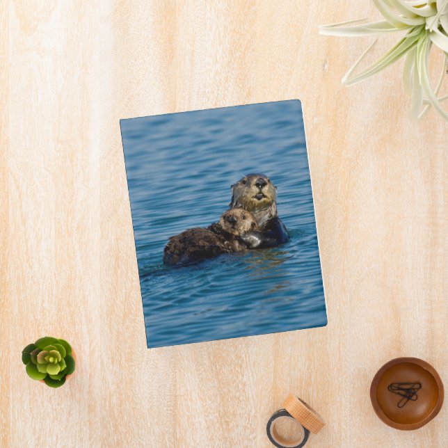 Cutest Baby Animals | Mother & Baby Sea Otter Mini Binder (InSitu)