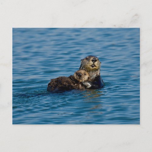 Cutest Baby Animals  Mother  Baby Sea Otter Postcard