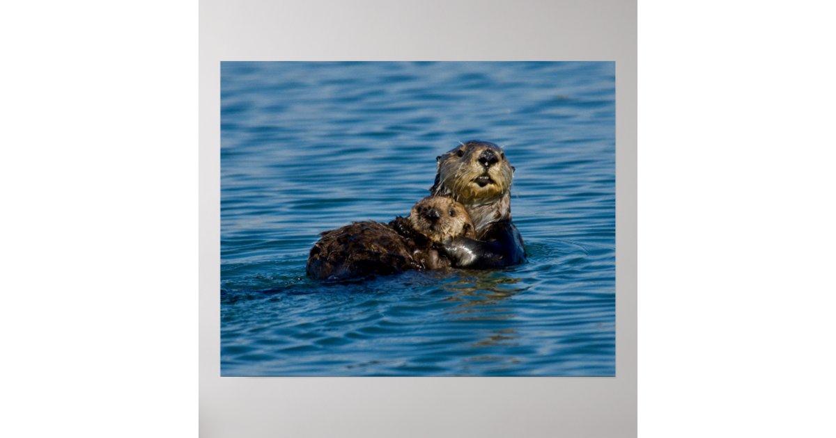 Cutest Baby Animals | Mother & Baby Sea Otter Poster | Zazzle