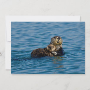 Cutest Baby Animals   Mother & Baby Sea Otter Thank You Card