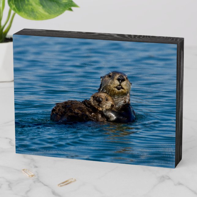 Cutest Baby Animals | Mother & Baby Sea Otter Wooden Box Sign (In Situ Horizontal)