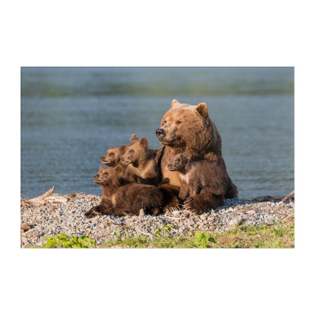Cutest Baby Animals | Mother Bear & Cubs Acrylic Print (Front)