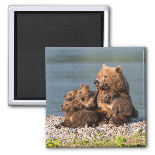 Cutest Baby Animals  Mother Bear  Cubs Magnet