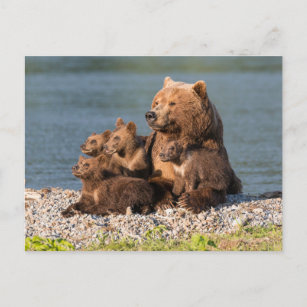 Cutest Baby Animals   Mother Bear & Cubs Postcard