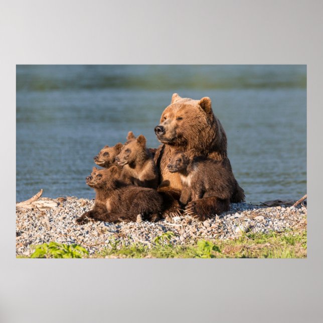 Cutest Baby Animals | Mother Bear & Cubs Poster (Front)