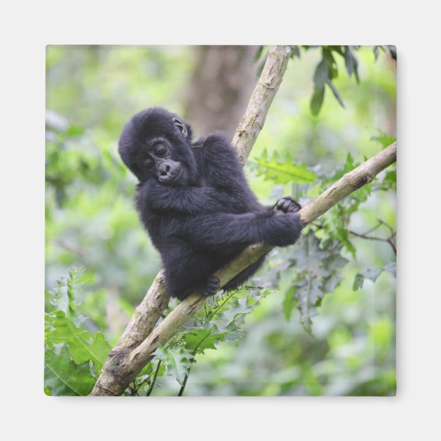 Cutest Baby Animals | Mountain Gorilla Baby Magnet (Front)